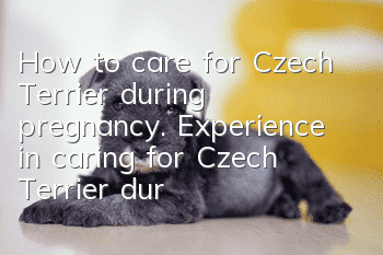 How to care for Czech Terrier during pregnancy. Experience in caring for Czech Terrier during pregnancy.