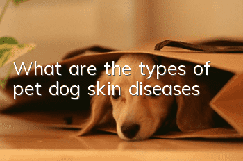 What are the types of pet dog skin diseases?