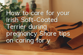 How to care for your Irish Soft-Coated Terrier during pregnancy Share tips on caring for your Irish Soft-Coated Terrier during pregnancy