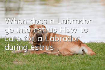 When does a Labrador go into estrus? How to care for a Labrador during estrus