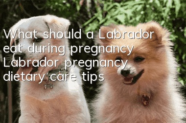 What should a Labrador eat during pregnancy? Labrador pregnancy dietary care tips