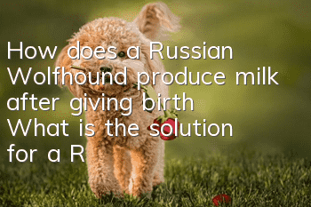 How does a Russian Wolfhound produce milk after giving birth? What is the solution for a Russian Wolfhound that has no milk after giving birth?