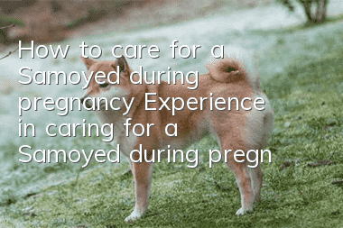 How to care for a Samoyed during pregnancy Experience in caring for a Samoyed during pregnancy