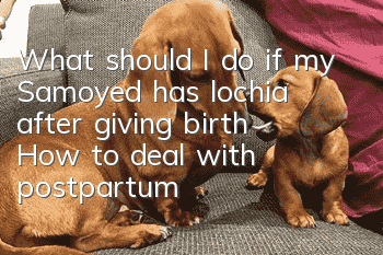 What should I do if my Samoyed has lochia after giving birth? How to deal with postpartum lochia in my Samoyed