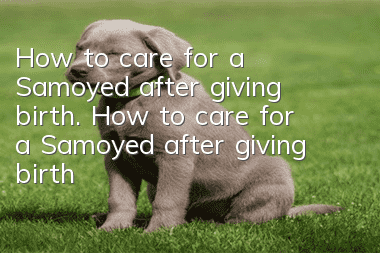 How to care for a Samoyed after giving birth. How to care for a Samoyed after giving birth.