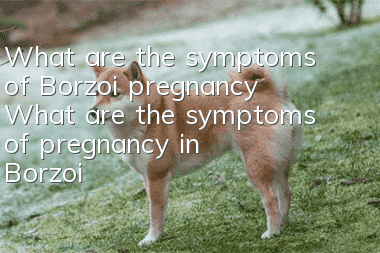 What are the symptoms of Borzoi pregnancy? What are the symptoms of pregnancy in Borzoi?