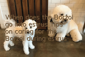 When does the Borzoi go into estrus? Tips on caring for the Borzoi during estrus