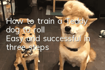 How to train a Teddy dog to roll? Easy and successful in three steps!
