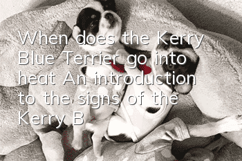 When does the Kerry Blue Terrier go into heat? An introduction to the signs of the Kerry Blue Terrier coming into heat