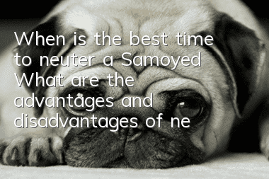 When is the best time to neuter a Samoyed? What are the advantages and disadvantages of neutering a Samoyed?