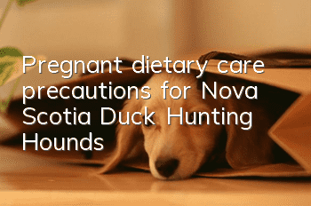 Pregnant dietary care precautions for Nova Scotia Duck Hunting Hounds