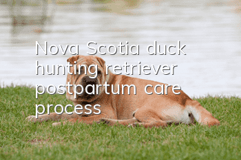Nova Scotia duck hunting retriever postpartum care process