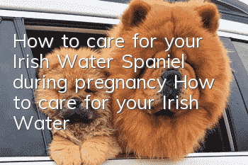How to care for your Irish Water Spaniel during pregnancy How to care for your Irish Water Spaniel during pregnancy