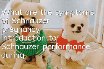 What are the symptoms of Schnauzer pregnancy? Introduction to Schnauzer performance during pregnancy