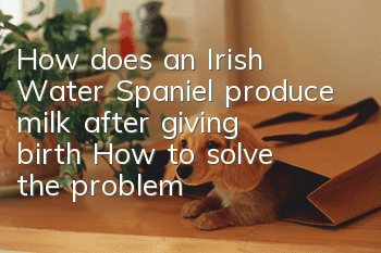 How does an Irish Water Spaniel produce milk after giving birth? How to solve the problem of Irish Water Spaniel having no milk after giving birth