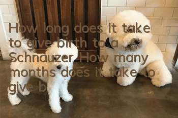 How long does it take to give birth to a Schnauzer? How many months does it take to give birth to a Schnauzer?