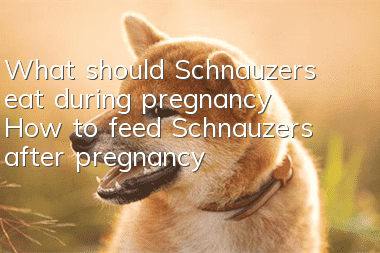 What should Schnauzers eat during pregnancy? How to feed Schnauzers after pregnancy?