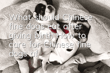 What should Chinese fine dogs eat after giving birth? How to care for Chinese fine dogs after giving birth?