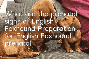 What are the prenatal signs of English Foxhound? Preparation for English Foxhound prenatal care