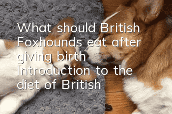 What should British Foxhounds eat after giving birth? Introduction to the diet of British Foxhounds after giving birth.