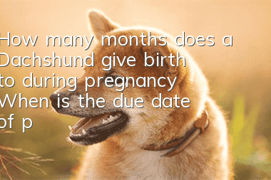 How many months does a Dachshund give birth to during pregnancy? When is the due date of pregnancy for a Dachshund?