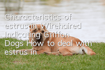 Characteristics of estrus in Wirehaired Indicating Griffon Dogs How to deal with estrus in Wirehaired Indicating Griffon Dogs