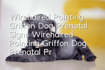 Wirehaired Pointing Griffon Dog Prenatal Signs Wirehaired Pointing Griffon Dog Prenatal Preparation