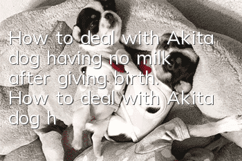 How to deal with Akita dog having no milk after giving birth. How to deal with Akita dog having no milk after giving birth.