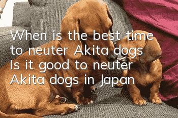 When is the best time to neuter Akita dogs? Is it good to neuter Akita dogs in Japan?