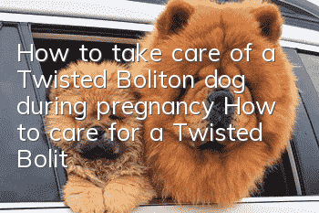 How to take care of a Twisted Boliton dog during pregnancy How to care for a Twisted Boliton dog during pregnancy