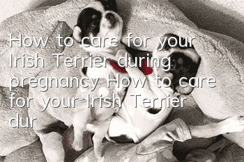 How to care for your Irish Terrier during pregnancy How to care for your Irish Terrier during pregnancy