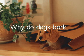 Why do dogs bark?