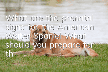 What are the prenatal signs for the American Water Spaniel? What should you prepare for the American Water Spaniel before she gives birth?