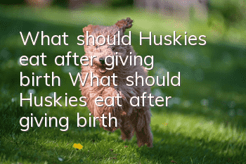 What should Huskies eat after giving birth? What should Huskies eat after giving birth?