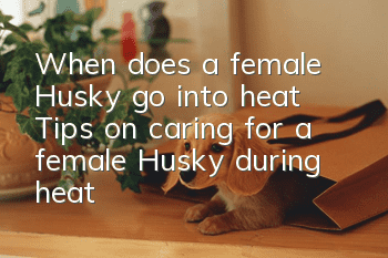 When does a female Husky go into heat? Tips on caring for a female Husky during heat