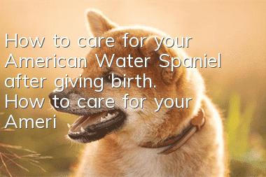How to care for your American Water Spaniel after giving birth. How to care for your American Water Spaniel after giving birth.