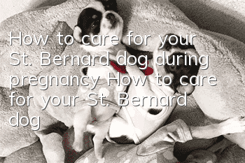 How to care for your St. Bernard dog during pregnancy How to care for your St. Bernard dog during pregnancy