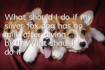 What should I do if my silver fox dog has no milk after giving birth? What should I do if my silver fox dog has no milk after giving birth?