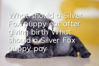 What should a Silver Fox puppy eat after giving birth? What should a Silver Fox puppy pay attention to after giving birth?