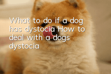 What to do if a dog has dystocia? How to deal with a dog’s dystocia