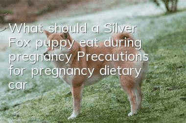 What should a Silver Fox puppy eat during pregnancy? Precautions for pregnancy dietary care for Silver Fox dogs