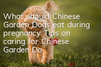 What should Chinese Garden Dogs eat during pregnancy? Tips on caring for Chinese Garden Dogs during pregnancy