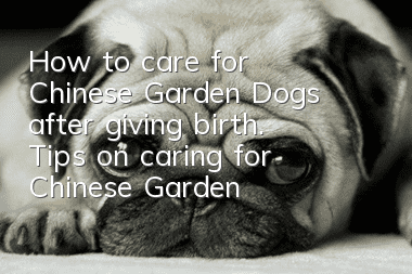 How to care for Chinese Garden Dogs after giving birth. Tips on caring for Chinese Garden Dogs after giving birth.