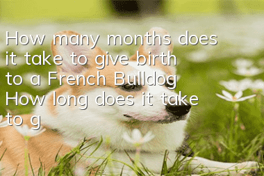 How many months does it take to give birth to a French Bulldog? How long does it take to give birth to a French Bulldog?
