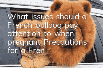 What issues should a French bulldog pay attention to when pregnant? Precautions for a French Bulldog pregnancy