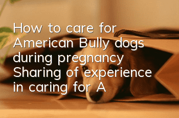 How to care for American Bully dogs during pregnancy Sharing of experience in caring for American Bully dogs during pregnancy