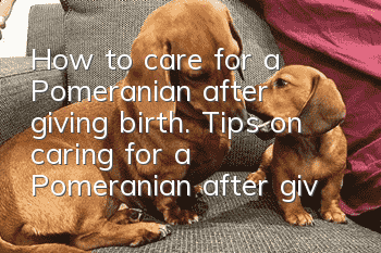 How to care for a Pomeranian after giving birth. Tips on caring for a Pomeranian after giving birth.
