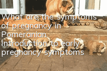 What are the symptoms of pregnancy in Pomeranian? Introduction to early pregnancy symptoms in Pomeranian