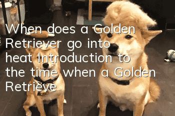 When does a Golden Retriever go into heat? Introduction to the time when a Golden Retriever goes into heat