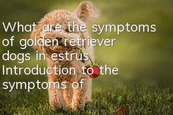 What are the symptoms of golden retriever dogs in estrus? Introduction to the symptoms of golden retriever dogs in estrus